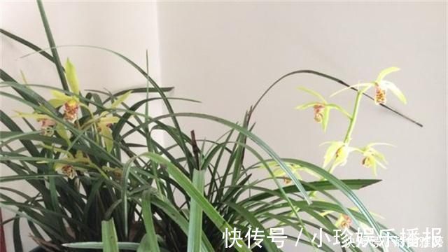 黄豆|兰花爱吃这2种“粉”，什么黄豆水、过期药都不如它，效果出奇好