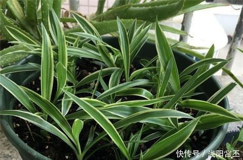 养金边吊兰，盆底放一把干树叶，三月后疯长爆盆，叶多穗多特别旺！