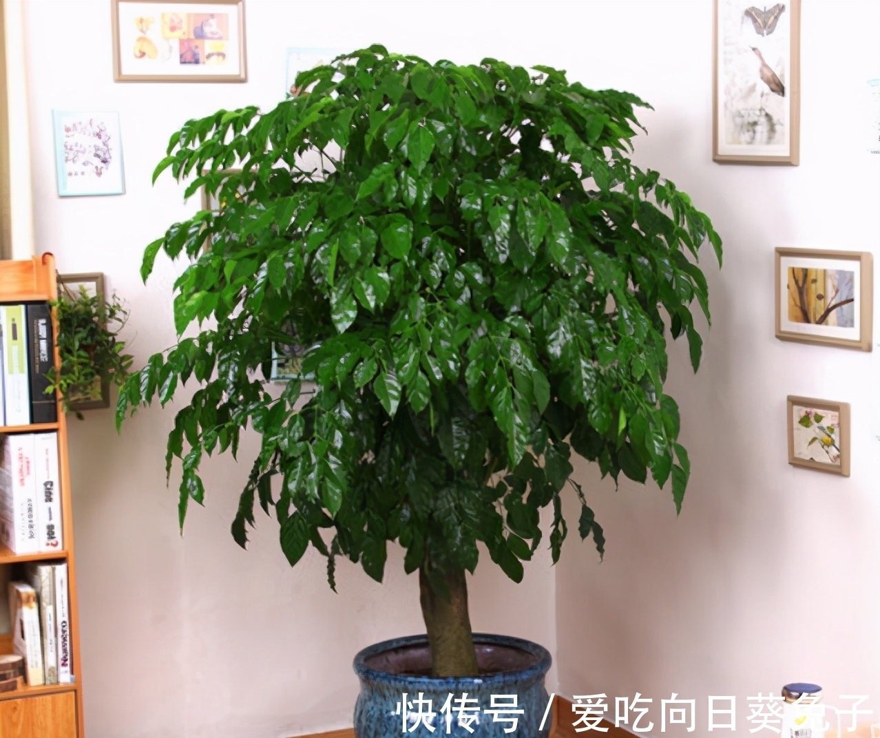 幸福树冬季哗哗掉叶子,从这3点入手,找到原因救治,蹭蹭长新叶