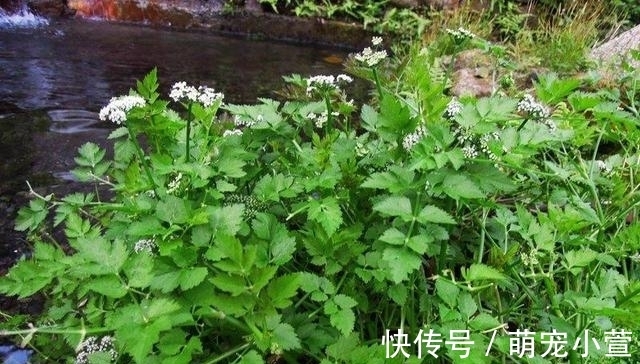 腊肉|食用期长达5个月,却少有人去摘,如今正当季,炒腊肉是一绝!