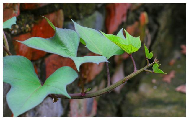 红薯叶|含钙量比牛奶还高的六种蔬菜!经常被你扔掉,营养丰富吃了还补钙