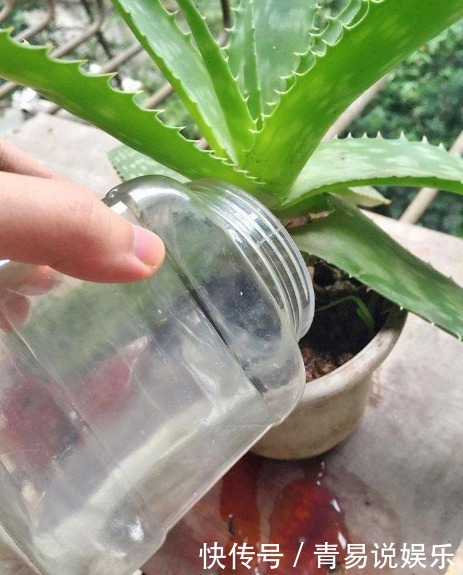 养花不活,其实是“1个步骤”没做好,若会正确方法,养啥都爆盆