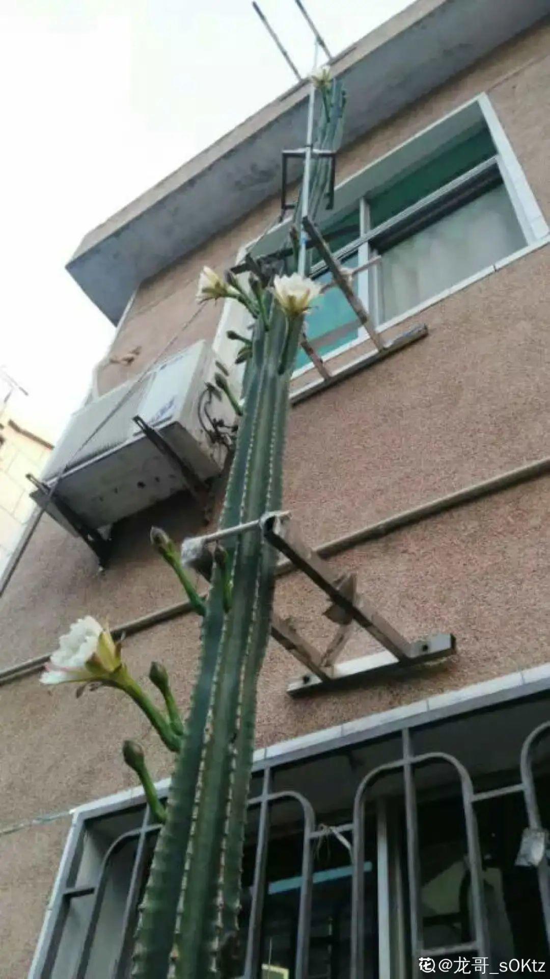 叶子|家里养棵“丑八怪”,霸气镇宅,越养越爱