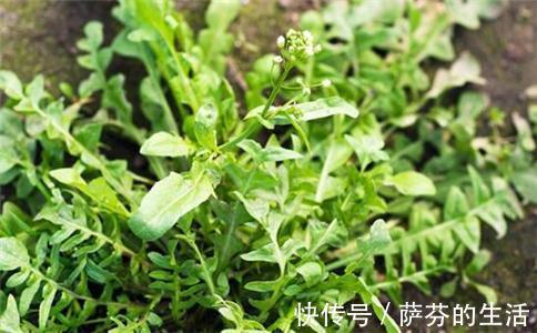 荠菜|农村此几种野菜，有钱人当成宝，恨不得天天吃，营养不输冬虫夏草