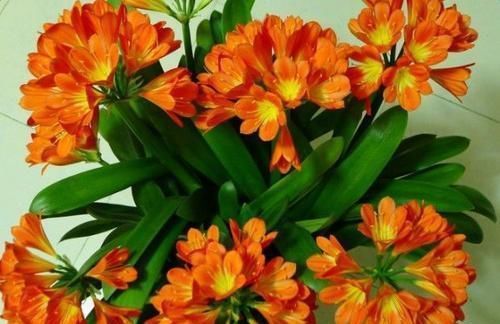 挺拔|君子兰总黄叶教你这样养,叶子挺拔如折扇,又肥又绿