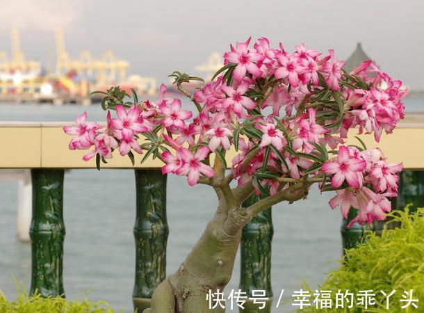 靠接三角梅盆景的制作与养护以及催花技巧,还不来试试