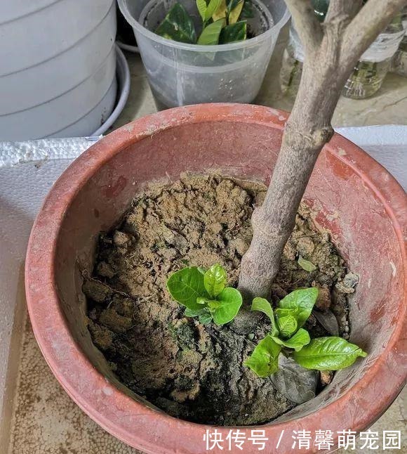 花盆|养花浇了“夺命水”,难怪烂根、黄叶,2种水“千万”别乱用
