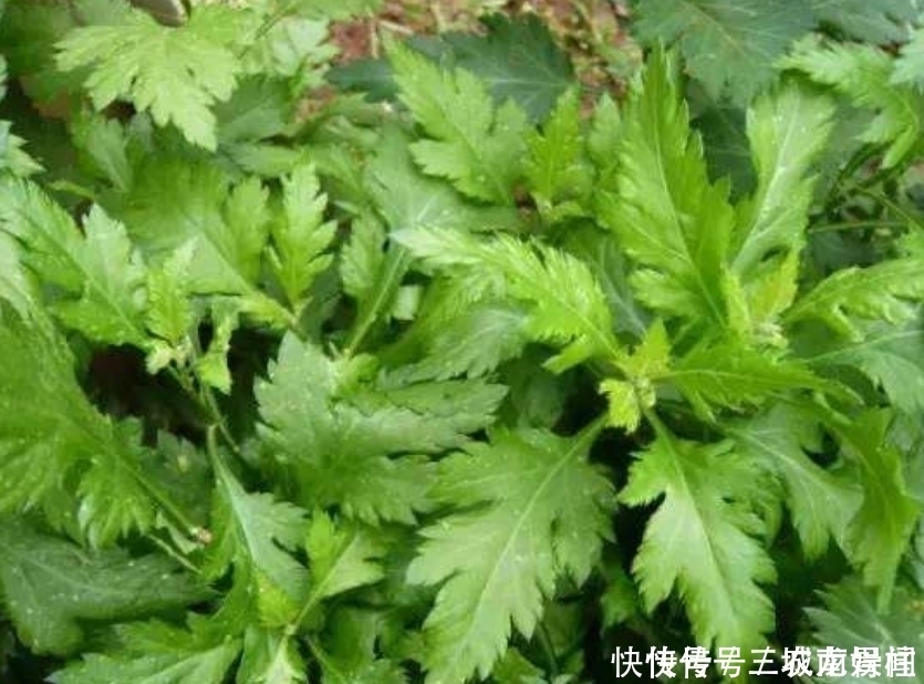 清热解毒|农民种植一野菜，形如“菊花”效益高，不仅芳香清口，还清热解毒