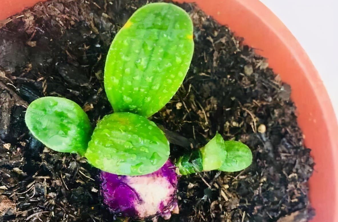 隔夜茶叶渣养花,要这么处理,否则少做1点就会让土壤长毛结块