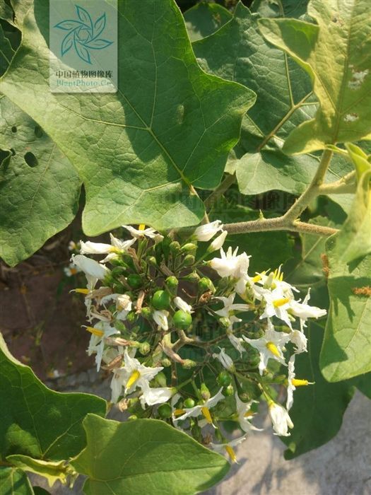 水茄,见过吗可用于跌打瘀痛,腰肌劳损,胃痛,牙痛