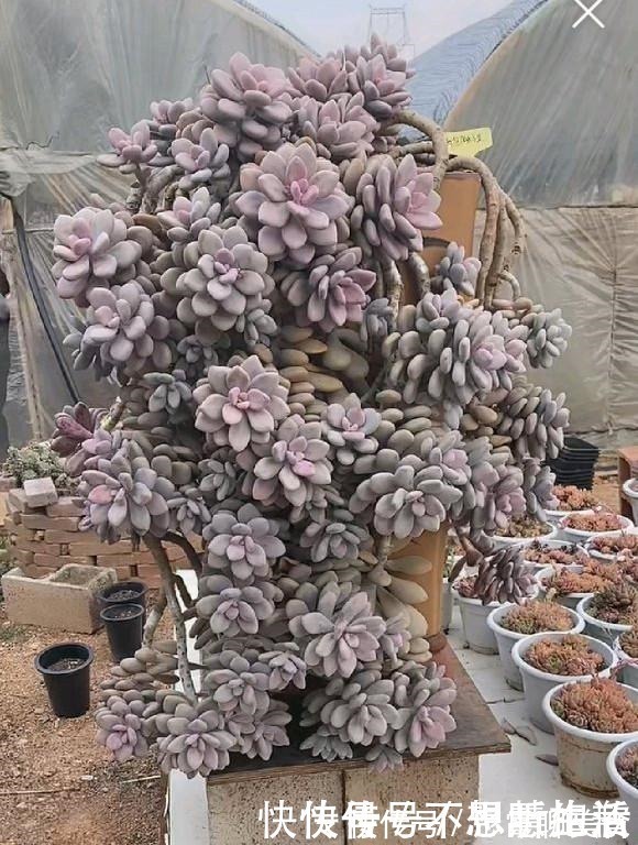 光照|家庭养多肉，掌握这7点，就没有养不好的多肉植物！