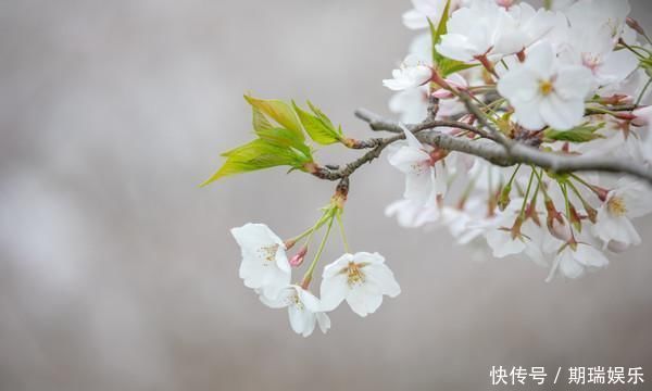 钱塘江边最美樱花林，共有6000余株，现已竞相开放犹如童话世界