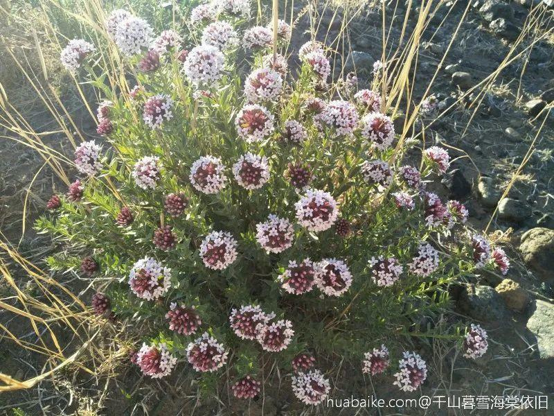 海芋|20种有毒花，出门别乱摘，有小孩的特别注意