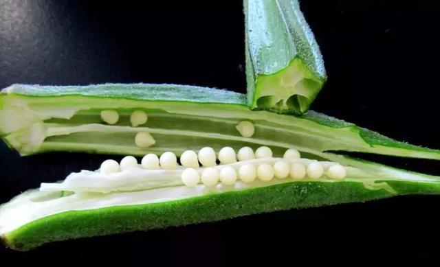 黄秋葵|还在吃秋葵赶紧看看吧!别说没告诉你,现在看还不晚