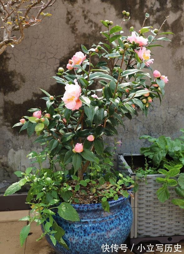 天冷了,15种漂亮花喜欢“大太阳”,多晒长得壮,花更多