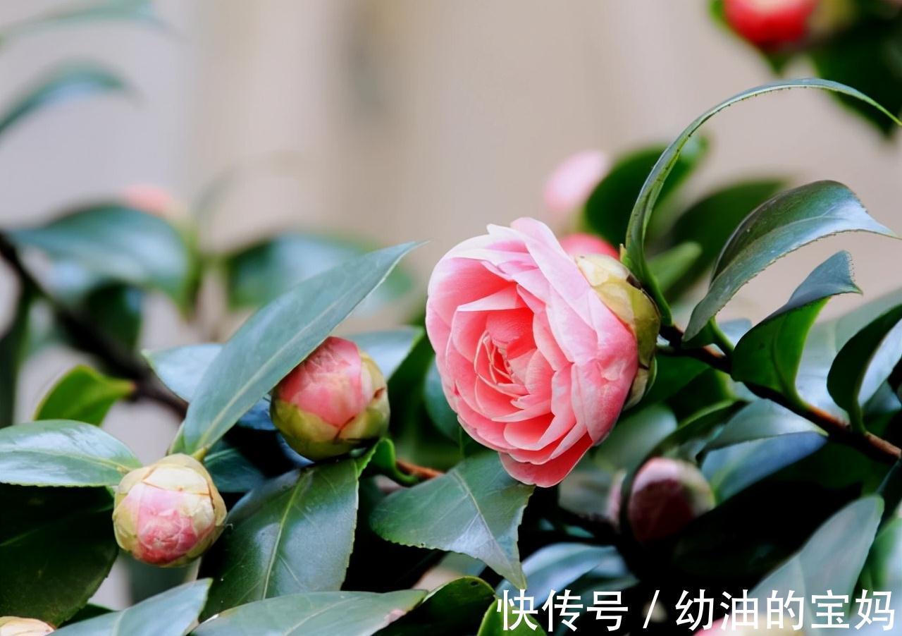 这三种花是“醋坛子”,每周灌一次“酸”水,冰雪天也能绽放群花