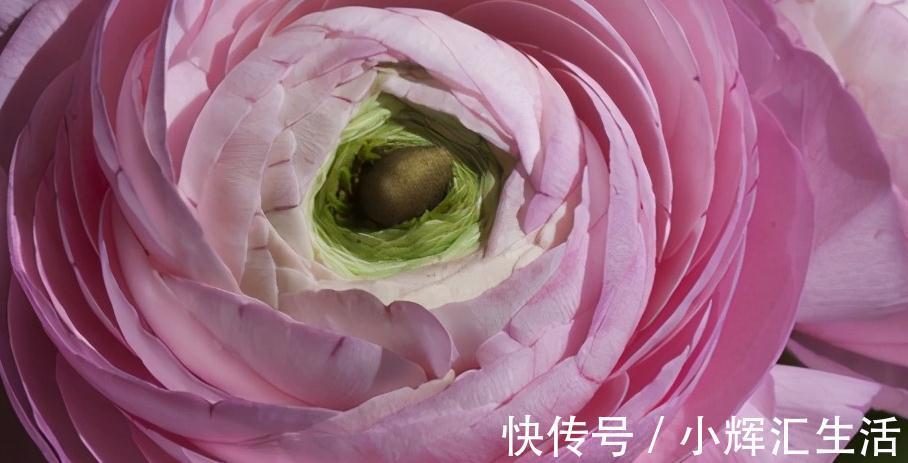 洋牡丹,一款简单又耐看的花材,不是牡丹胜似牡丹