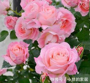 植株|5种微型月季,好养又好看,植株矮小花量大,是阳台盆栽佳品!