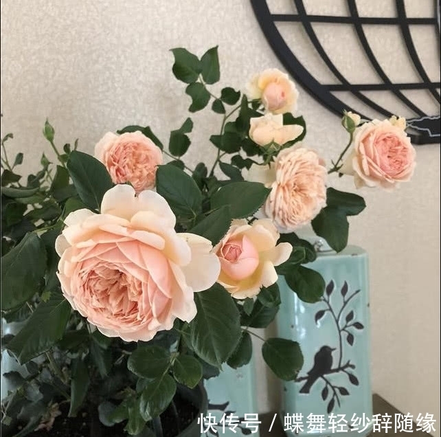 绿萝早该扔了，此花一开300天，浇水就能活！