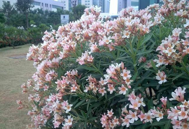 漂亮的花都有毒,这几种花不建议大家养,也不建议大家碰