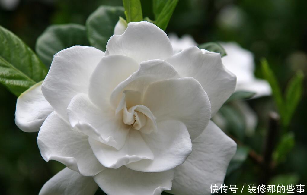 重视健康的人，从不在封闭阳台养“喷香”花，看起来很美，害处大