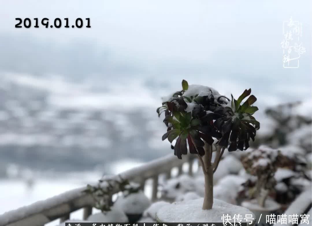 最温暖不过人间烟火,来自逆挂区的多肉!