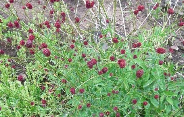 这草能长半人高,是极品中药,但农民不识货,