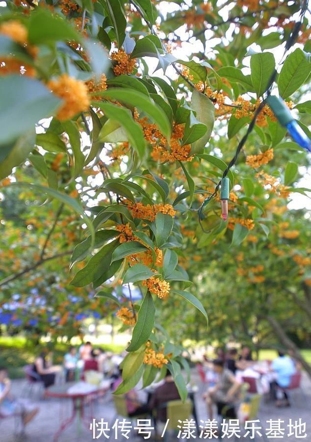 4种树“自带体香”,家有小院养一棵,很好闻