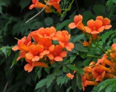 宛如紫霞仙女,花姿妩媚妖娆,百菊争艳,就养珍稀名菊紫松果菊