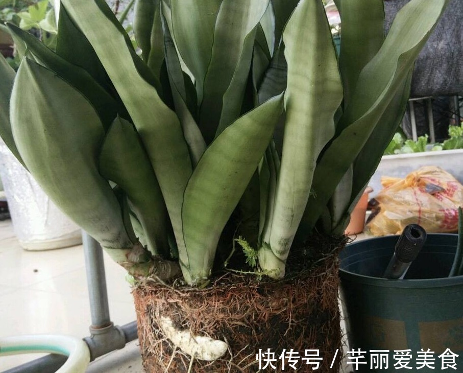 学2招，让不爱出芽的虎皮兰接二连三地往外冒新芽吧！