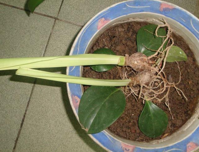 偷偷告诉你，别去买“2种花”，在家用枝条“扦插”，繁殖30盆！