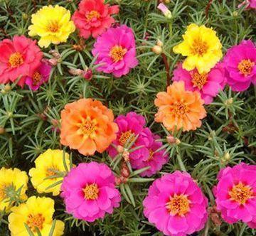 几款花卉漂亮又好闻,花色艳丽花量大,人见人爱