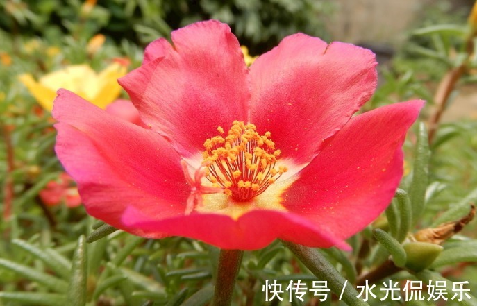 夏天养几盆这些花，蚊子最讨厌，好看香气浓郁，还能驱蚊