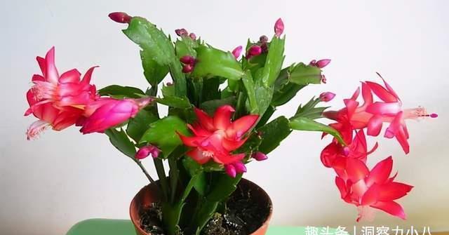 蟹爪兰有“三怕”,室内养护需避开,顺利春化,独苗开出层叠群兰