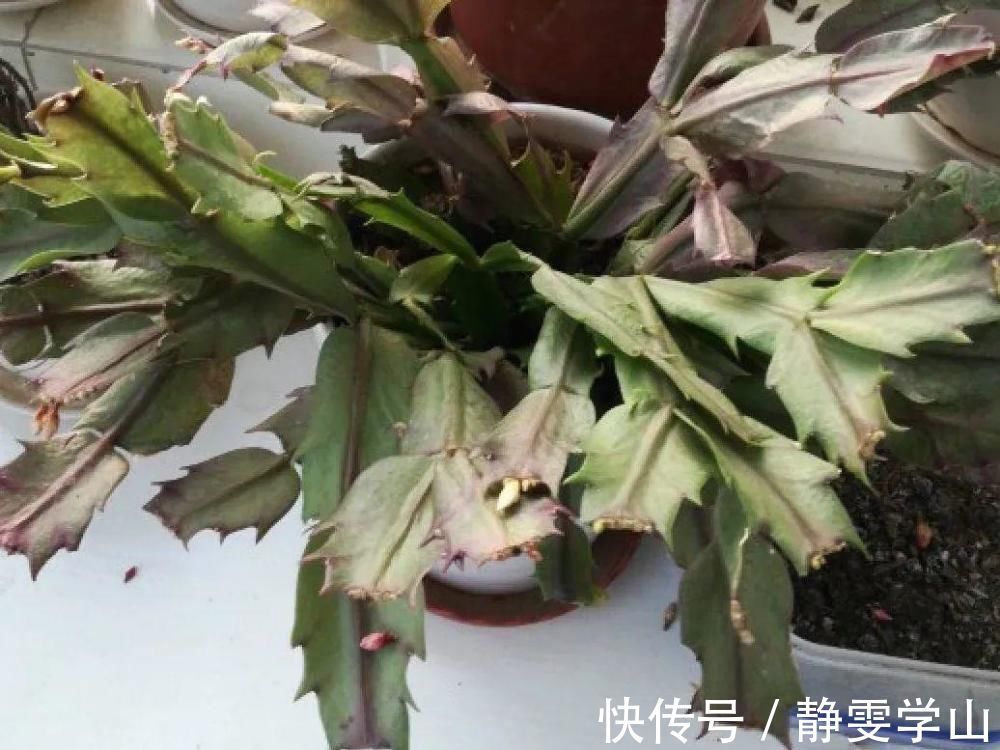 叶子|养护蟹爪兰,要注意8个要点,才能开出仙气飘飘花