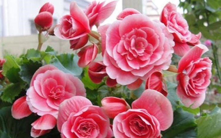 3种花是花中劳模,一年四季开花不断,谁养谁喜欢