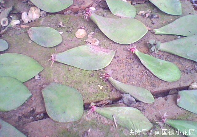 这些神奇的花,掐个叶片就发芽,眨眼就是一大盆,开花特漂亮