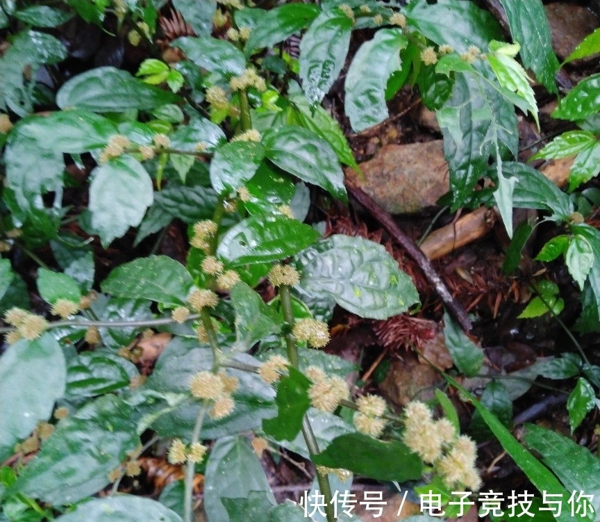 水沟|农村植物赤车又叫岩下青,乌梗子,有消肿止血的功效,看到请重视