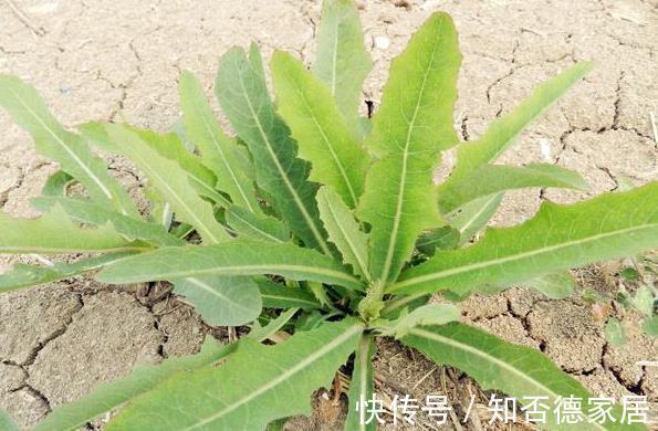 冬病夏治|农村一种野菜是“抗肿瘤之王”,清热解毒,凉血明目,你认识吗