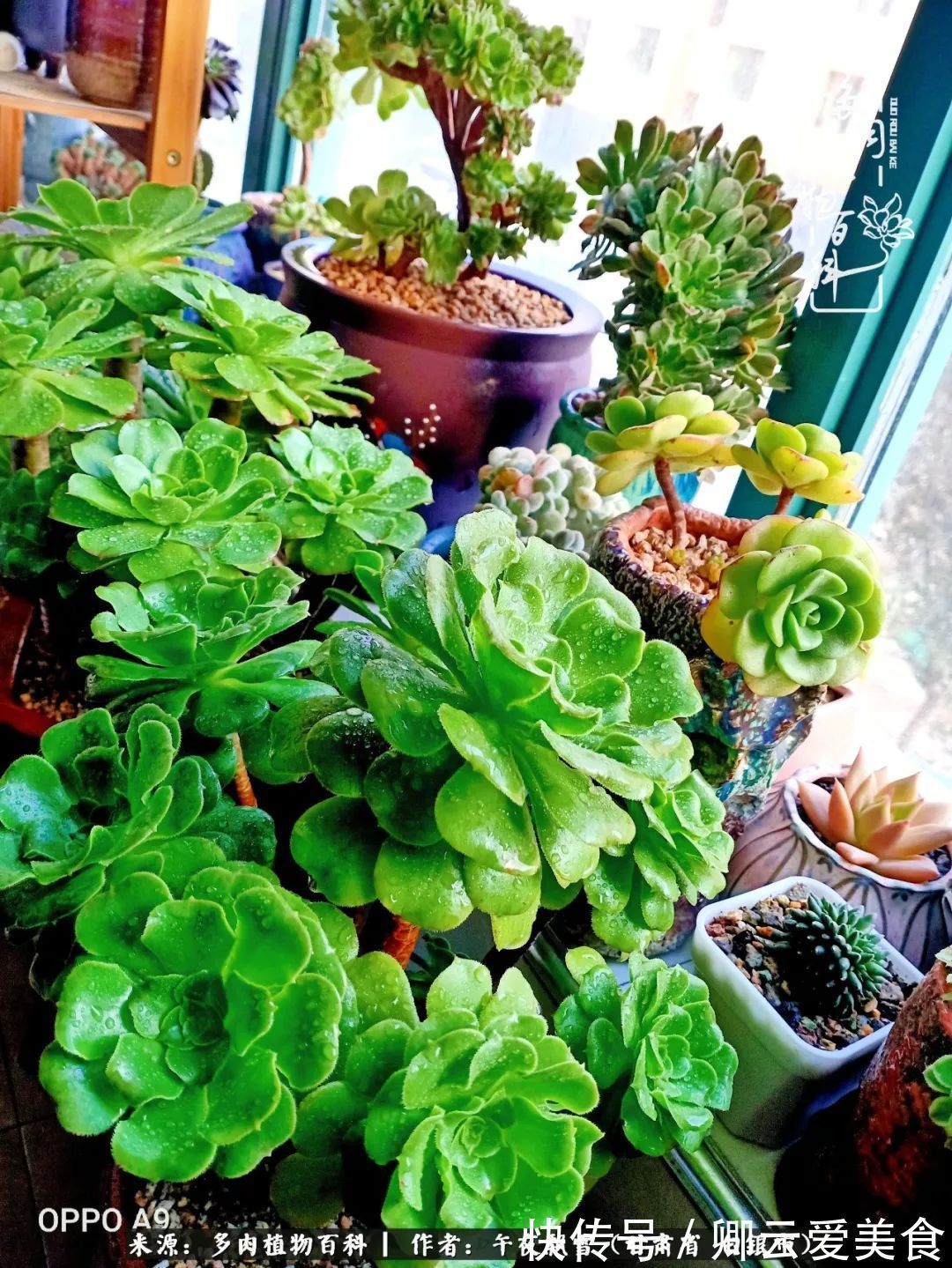 久在晴冬等雪来——北方阳台党的多肉成长历程!