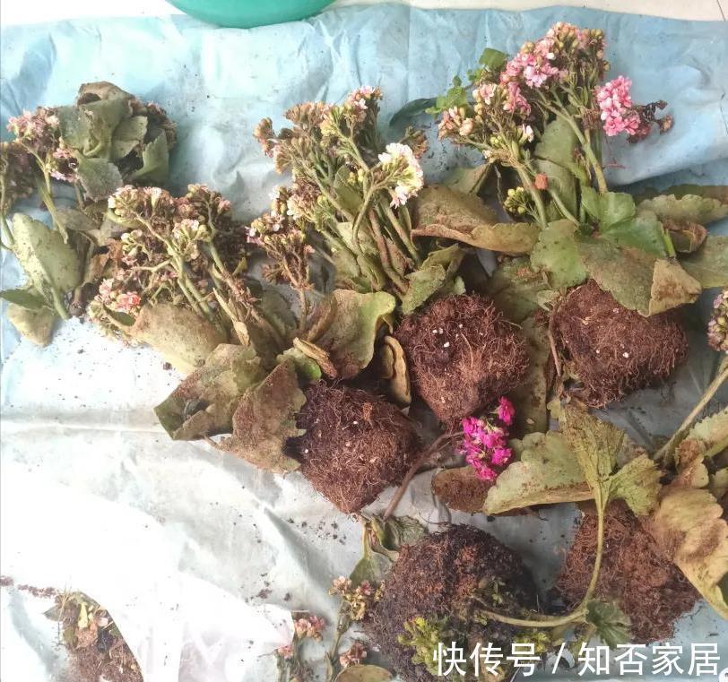 垃圾箱|垃圾箱常见的“3种花”,赶紧捡回家,剪一剪,来年美得不像话