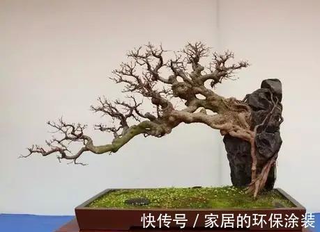 漂亮|漂亮的附石盆景，令人爱不忍释