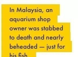 涨姿势 · 龙鱼: 你嫌我丑给我各种整容, 还指望我给你转运? ?