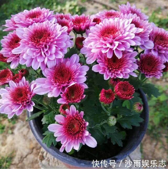 黄连|喜欢菊花养盆“它”,皮实好养,一年四季可入手,5月开到10月