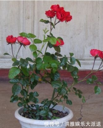 叶片|夏季养花容易死!教你以下四个小窍门,花开爆盆,不用愁