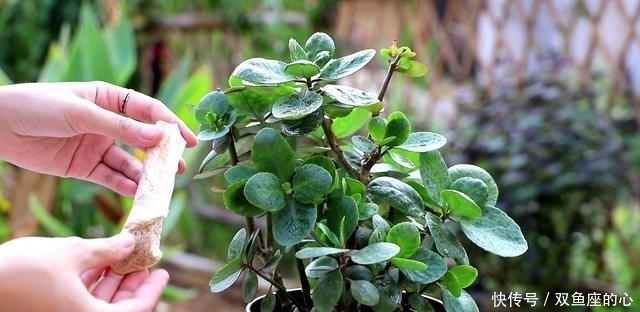 长寿花“夏必死”?避开误区“撒欢长”,还能再绽放小半年