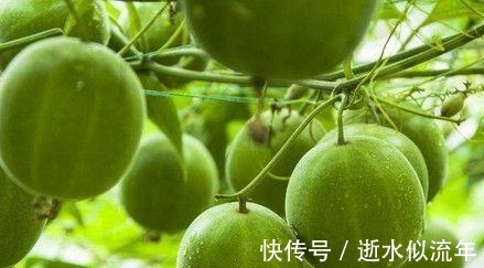 三萜皂苷|医生透漏它是最廉价的“抗癌王”,3块钱一个,常吃远离癌症!