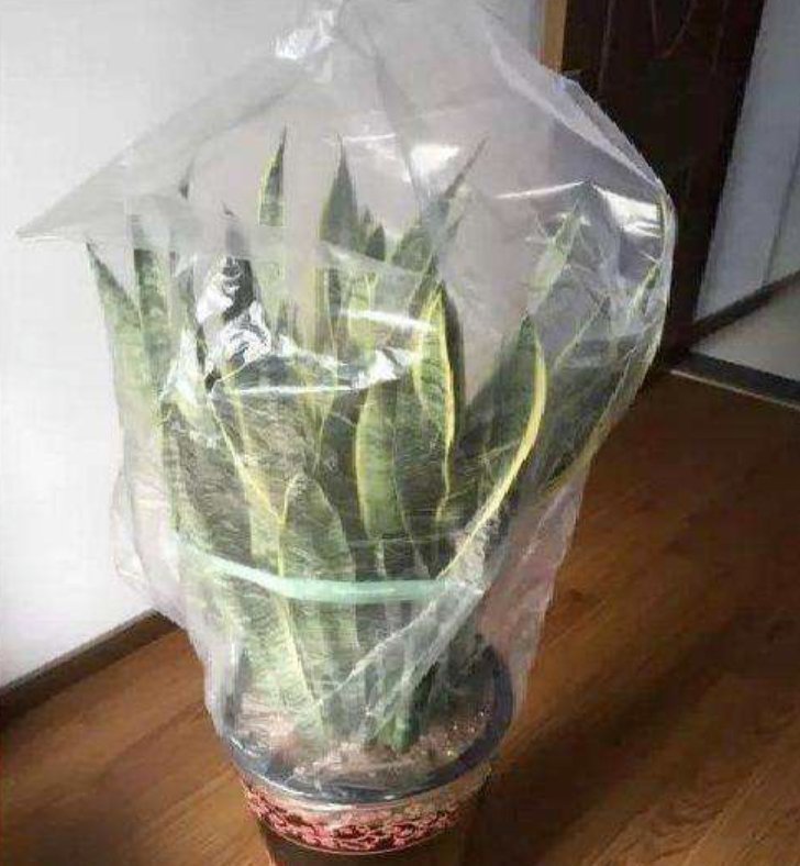 塑料袋|被当成垃圾的塑料袋，其实是个“宝”，用来养花效果好