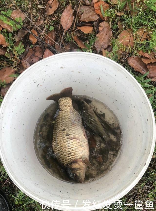 水下|因河里鲫鱼越来越少,温州钓鱼人放下水下相机,拍到惊人画面