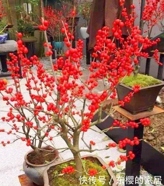 此款花卉便宜又好养，开花幽香暗淡，花型圆滚惹人爱，值得拥有